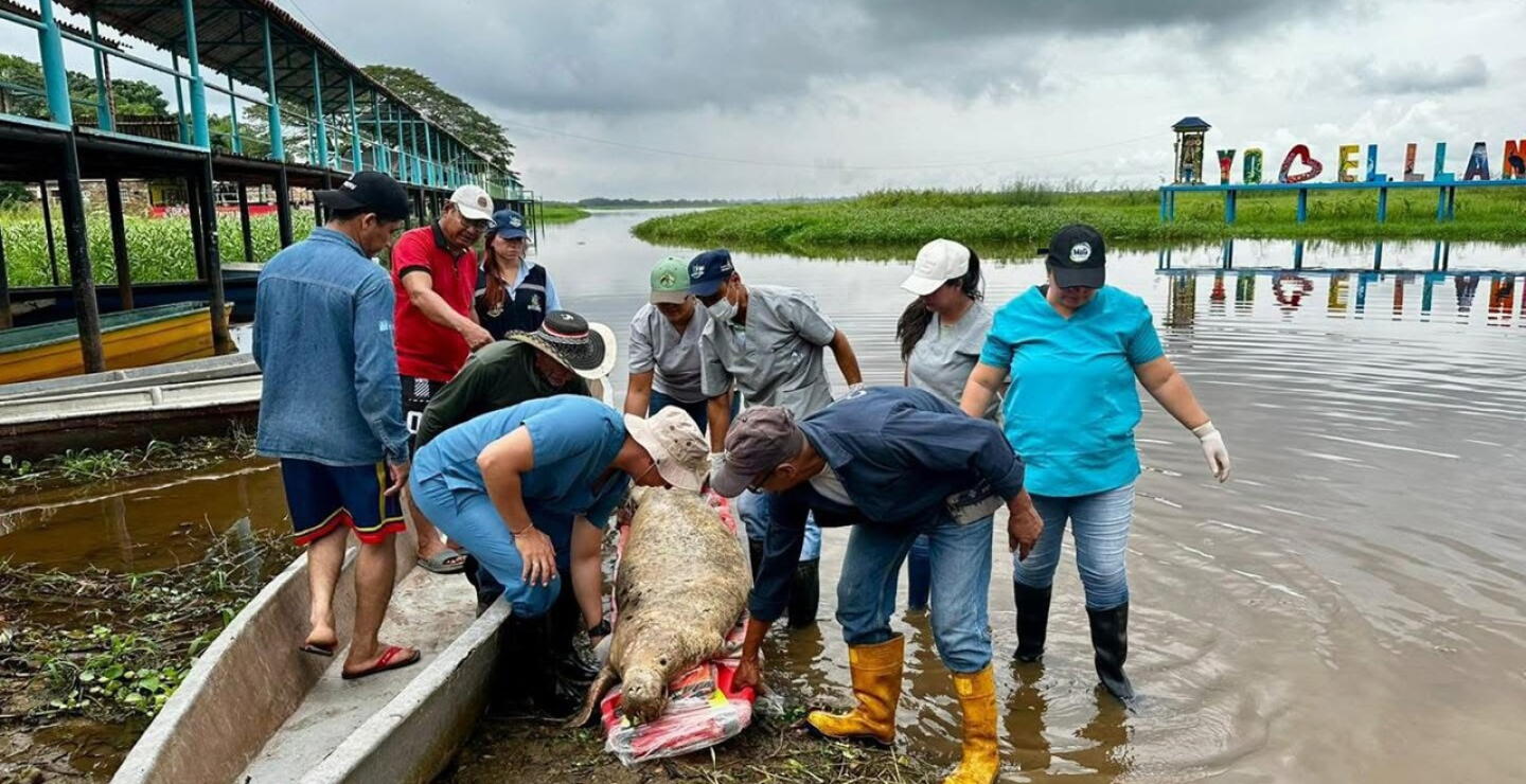 Hallan muerto un manatí antillano en vía de extinción.JPG