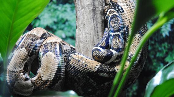 13535_La Kalle - Sapos posados en una pitón en Australia - Foto: Pixabay referencia 13535_La Kalle - Sapos posados en una pitón en Australia - Foto: Pixabay referencia