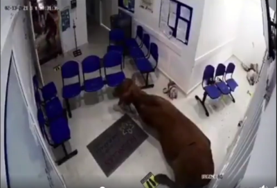Vaca se escapó de una finca y fue a dar a la sala de urgencias de San Luis, Antioquia  