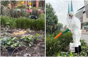 Denuncian que plaga de ratas inunda el centro financiero de Bogotá: video