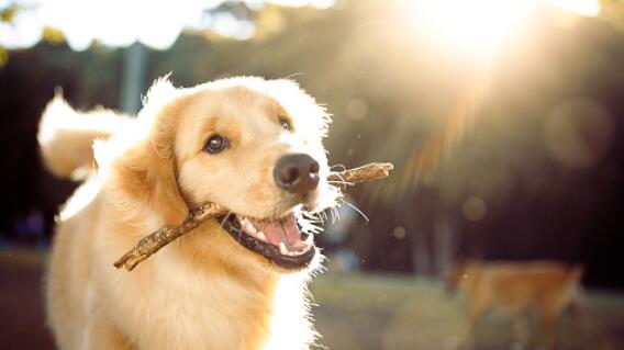Canino Canino