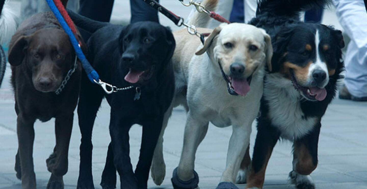 perros.jpg