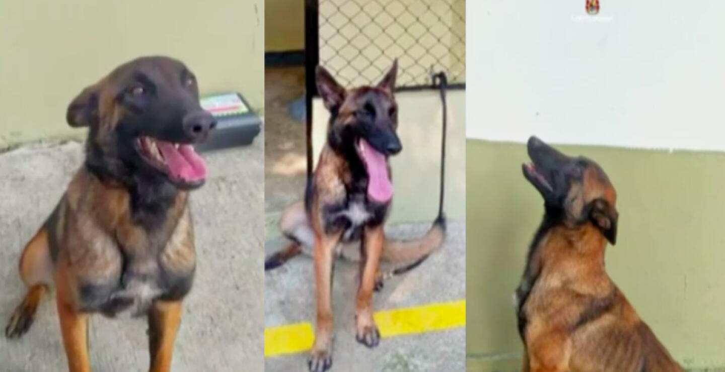 Wilson, el perrito extraviado en el Guaviare, sí estuvo con los cuatro niños: Ejército