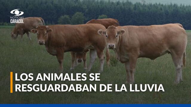 Mueren treinta y ocho reses que fueron impactadas por un rayo en Córdoba Mueren treinta y ocho reses que fueron impactadas por un rayo en Córdoba
