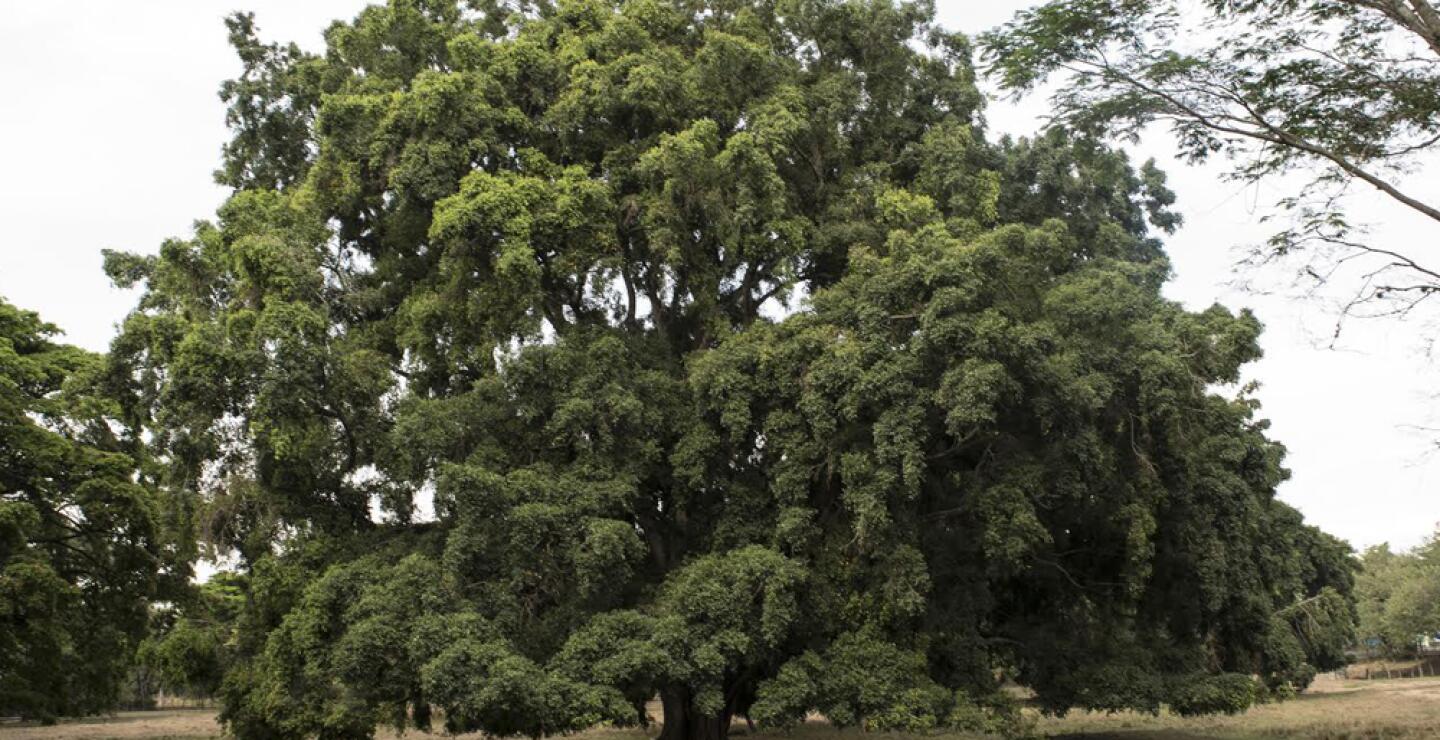 277661_Hacienda Cañasgordas. Foto: Cortesía para Blu Radio.