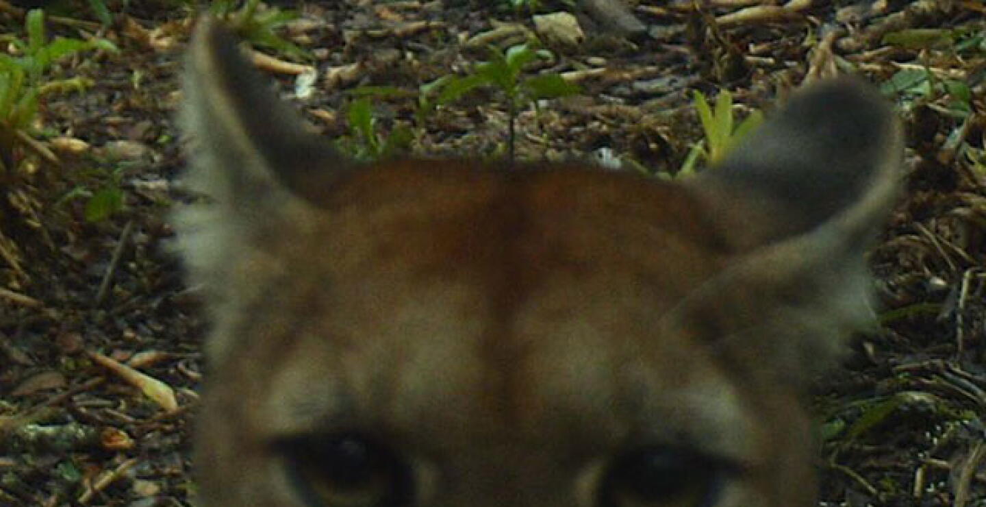 puma-cauca-foto-crc.jpg