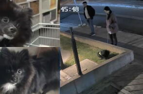 Denuncian robo de perro mientras lo paseaban en el norte de Bogotá: así fue el momento