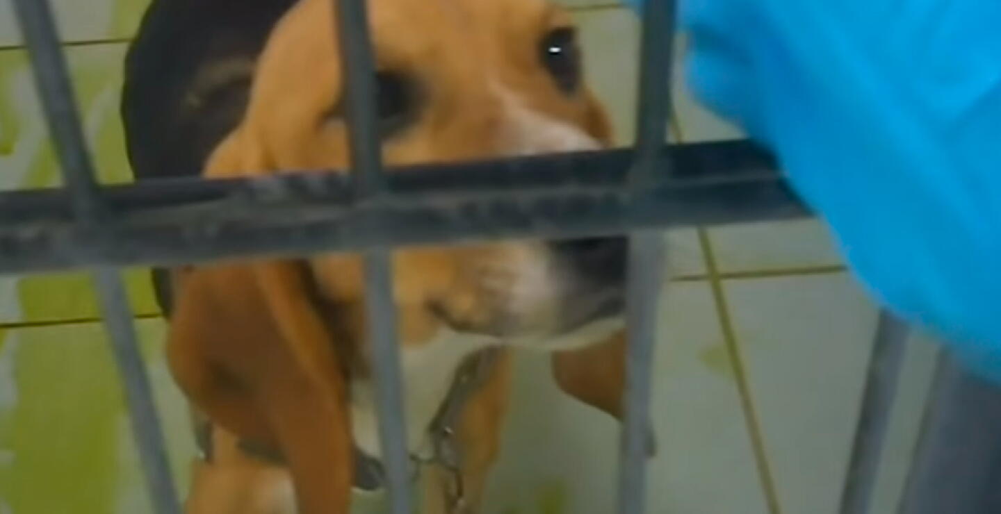 345869_Maltrato animal // Foto: captura video YouTube Cruelty Free International