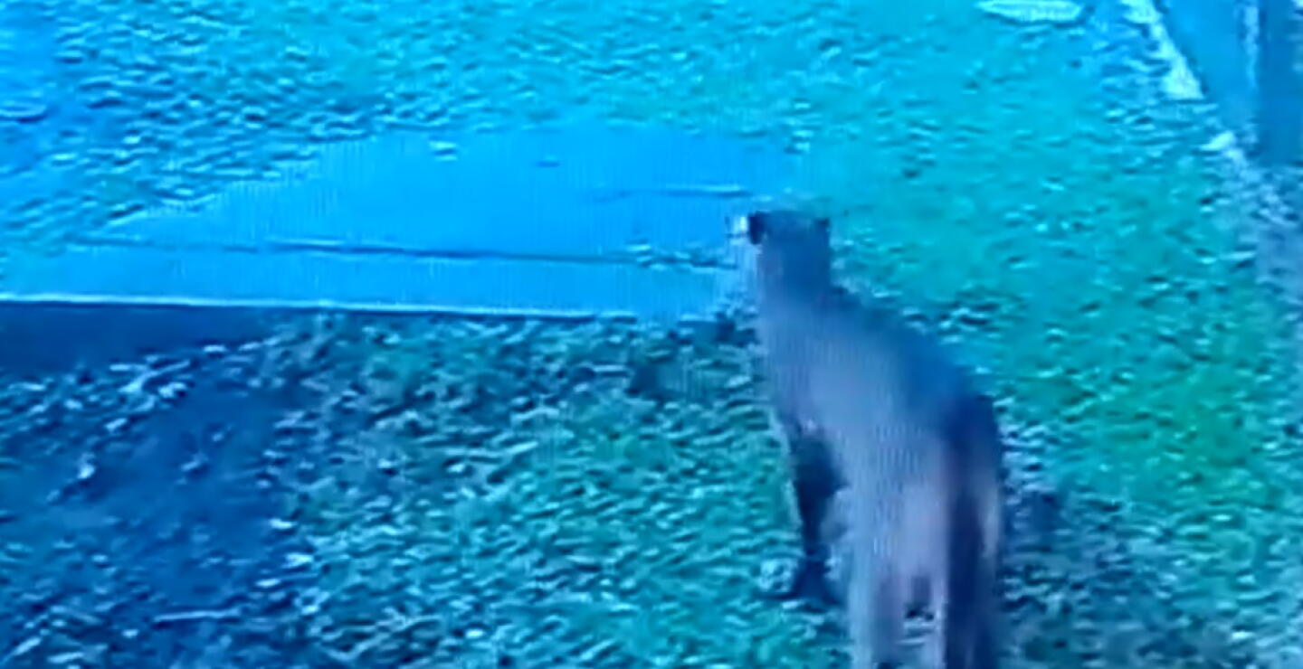 Temor en conjunto residencial de Manizales por puma que ingresó en horas de la madrugada