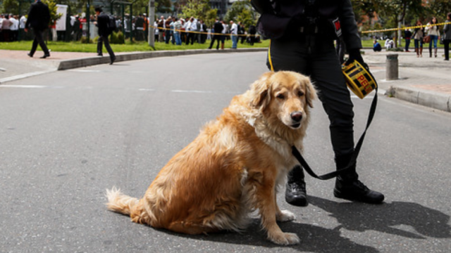 Perro de seguridad Perro de seguridad