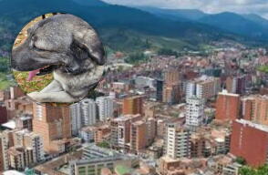 Loqui perrito víctima en Caldas, Antioquia 