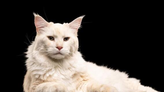 Gato blanco Gato blanco