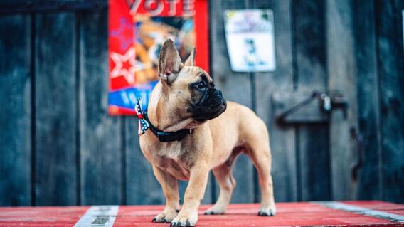 Perro alcalde Perro alcalde