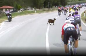 Giro de Italia 2025: una cabra se entrometió en la etapa 3.