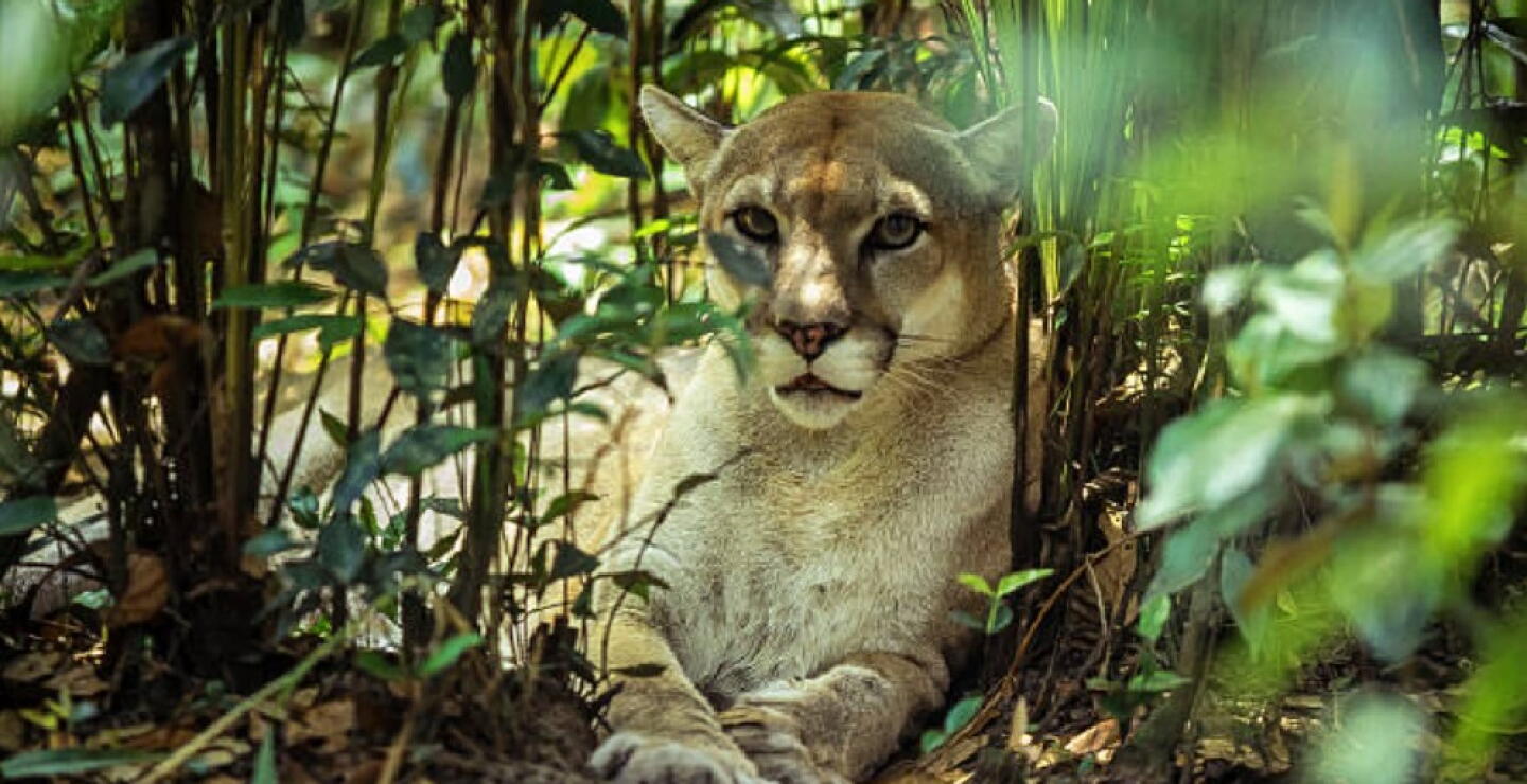 Impresionante puma fue avistado en Caldas: autoridades piden no atacarlo