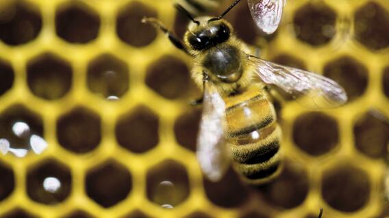200515_abejas.jpg