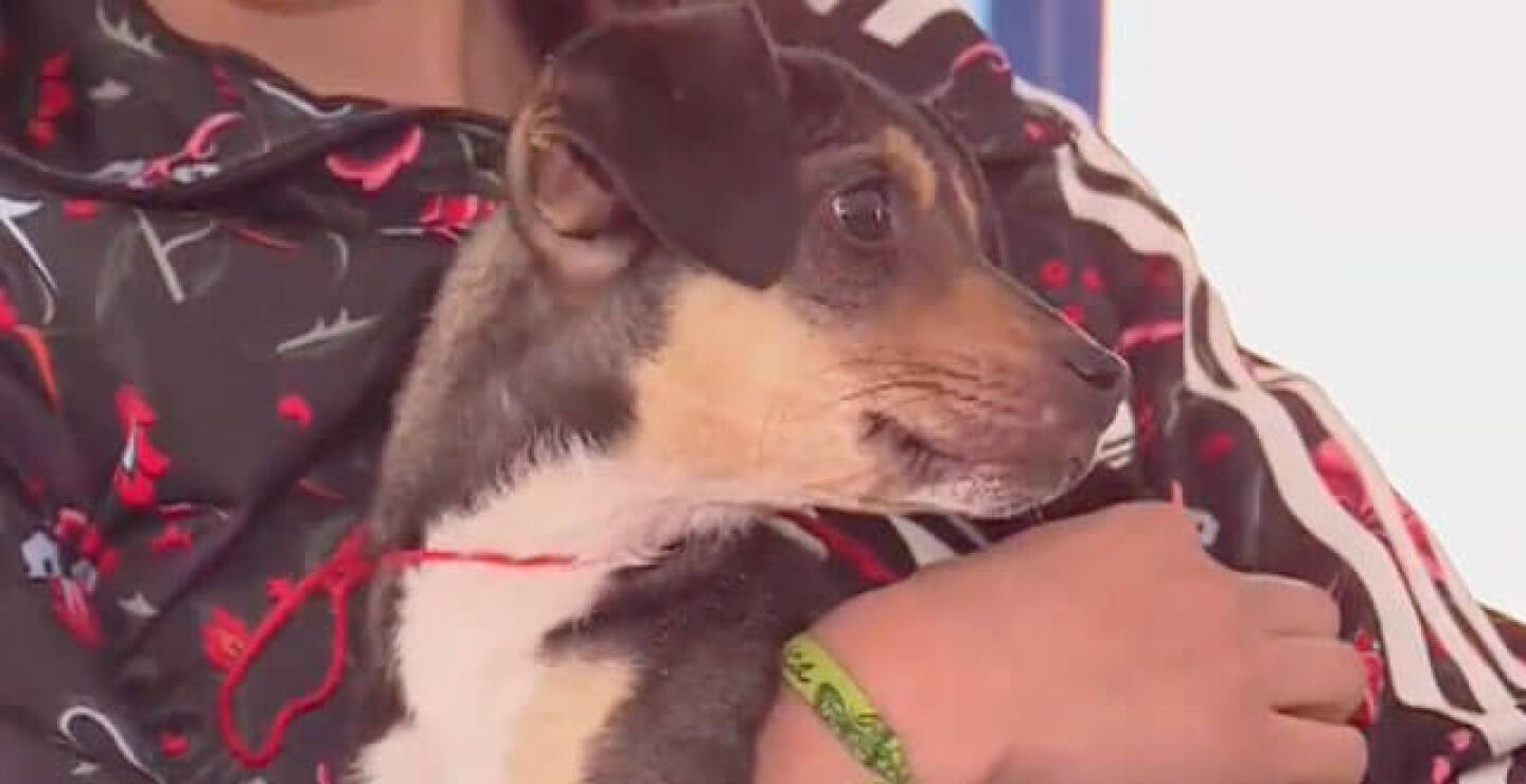 adopcion-perros.jpg