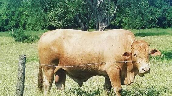 328219_BLU Radio, Toro del ‘Tino’ Asprilla / Foto: Twitter @TinoasprillaH