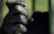22675_Monos coronavirus // FOTO: AFP
