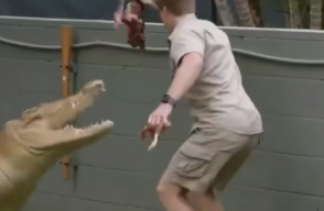 El hijo de Steve Irwin es atacado por un cocodrilo