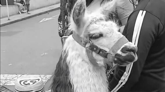 Llamas en Bogotá dejarían de ser atractivo turístico: alcalde Galán anuncia medidas Llamas en Bogotá dejarían de ser atractivo turístico: alcalde Galán anuncia medidas