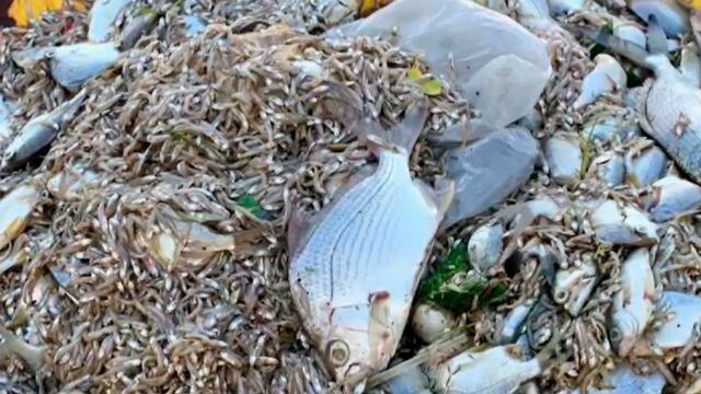 Mortandad de peces en El Laguito aterra a cartageneros