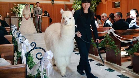 150715_japon_llama.jpg 150715_japon_llama.jpg