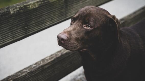 25635_Hombre ahorcó perro por morder su hijo-Foto referencia Pixabay 25635_Hombre ahorcó perro por morder su hijo-Foto referencia Pixabay
