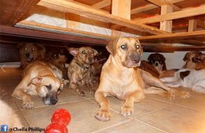 nota-perros-bahamas.jpg