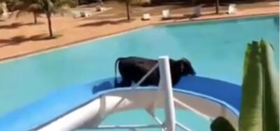 Vaca en la piscina