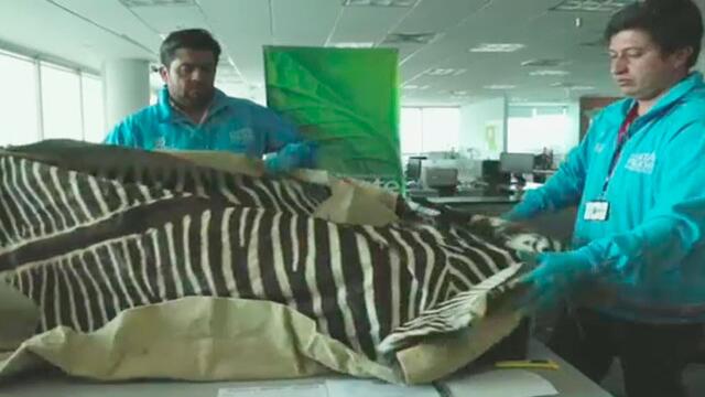 Pieles de cebra y cuernos de antílope: lo que halló la Policía Ambiental en el aeropuerto El Dorado