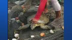 Ni las tortugas y anguilas se salvan de las redes abandonadas por pescadores en Santa Marta