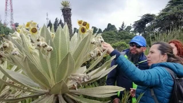 Adoptan medidas urgentes para proteger nueva especie de frailejón descubierta en Boyacá Adoptan medidas urgentes para proteger nueva especie de frailejón descubierta en Boyacá