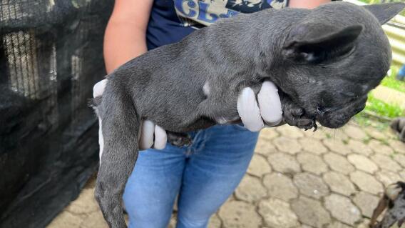 Los animales se encontraban en pequeñas jaulas en el criadero ilegal. Los animales se encontraban en pequeñas jaulas en el criadero ilegal.