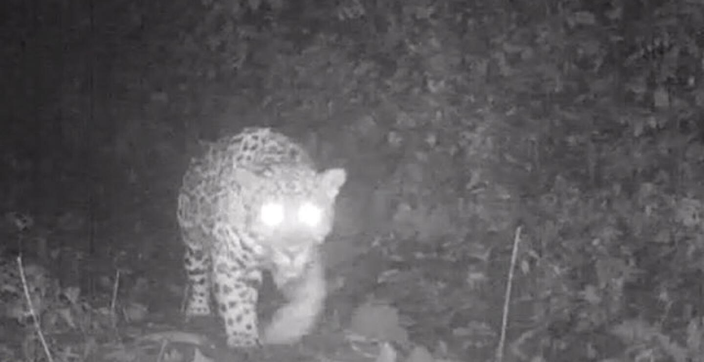 jaguar_0.jpg