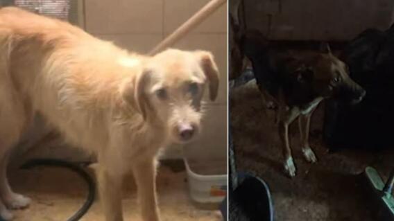Rescatan a dos perros que permanecían encerrados desde hace meses en Kennedy