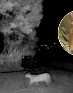 Puma es visto en La Calera