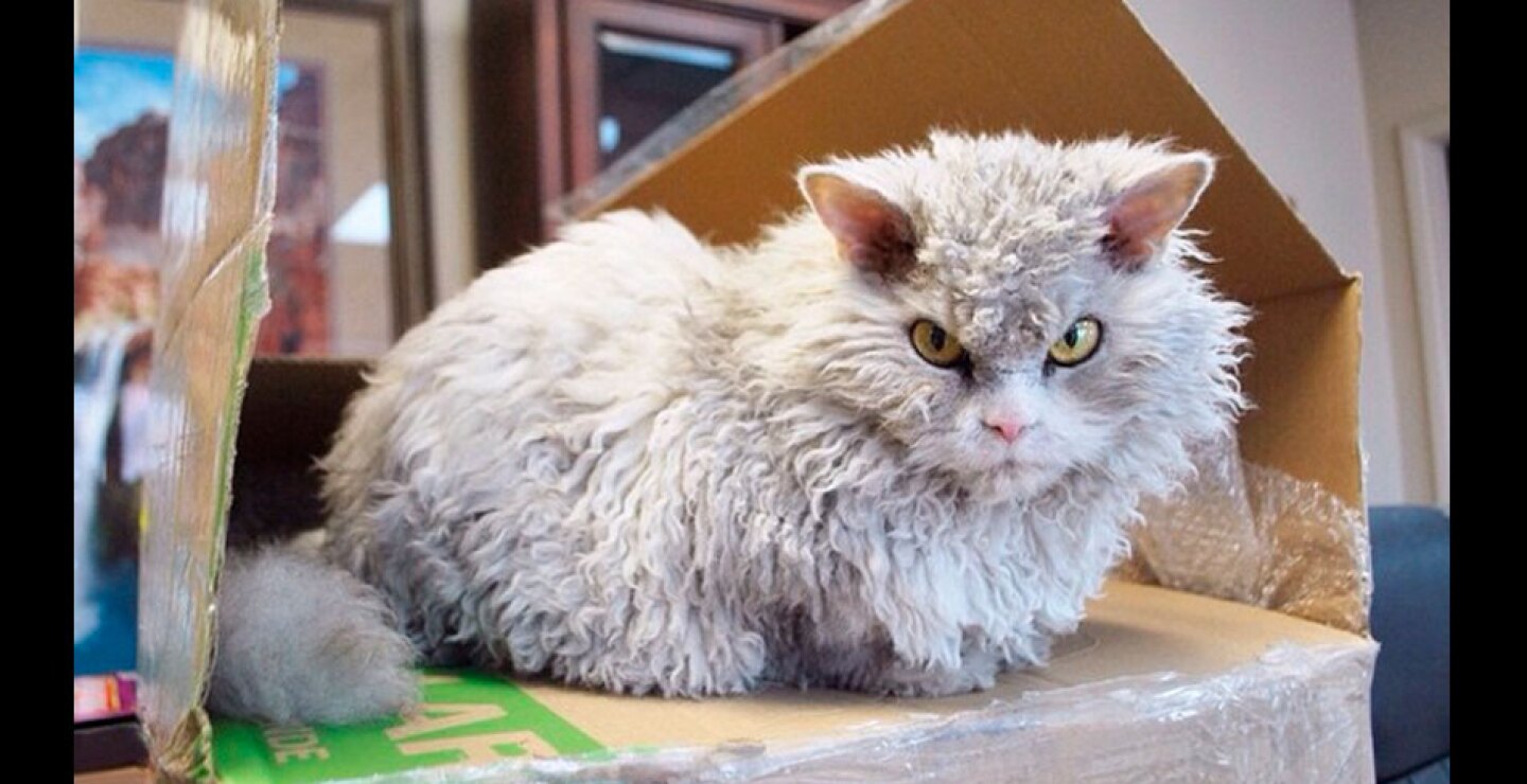 gato2.jpg
