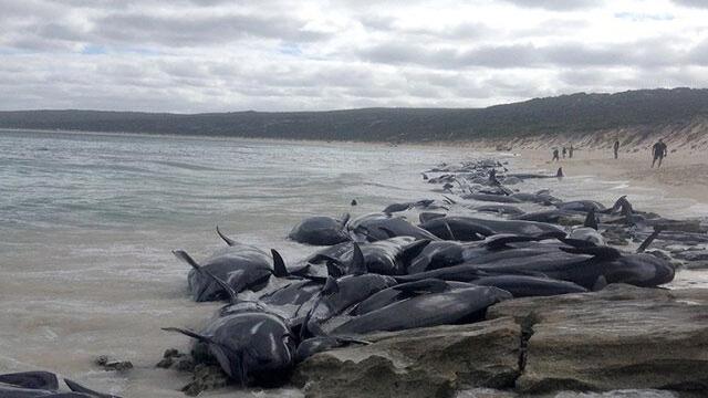 Carrera contra el tiempo para salvar a 15 ballenas varadas en playa de Australia