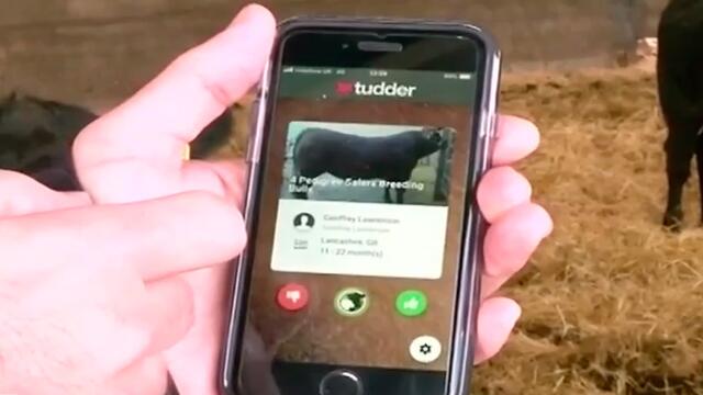 ¿Tinder para vacas? Sí, ya existe la aplicación ¿Tinder para vacas? Sí, ya existe la aplicación