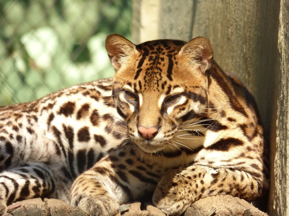 Ocelote muerto en Santander fue torturado