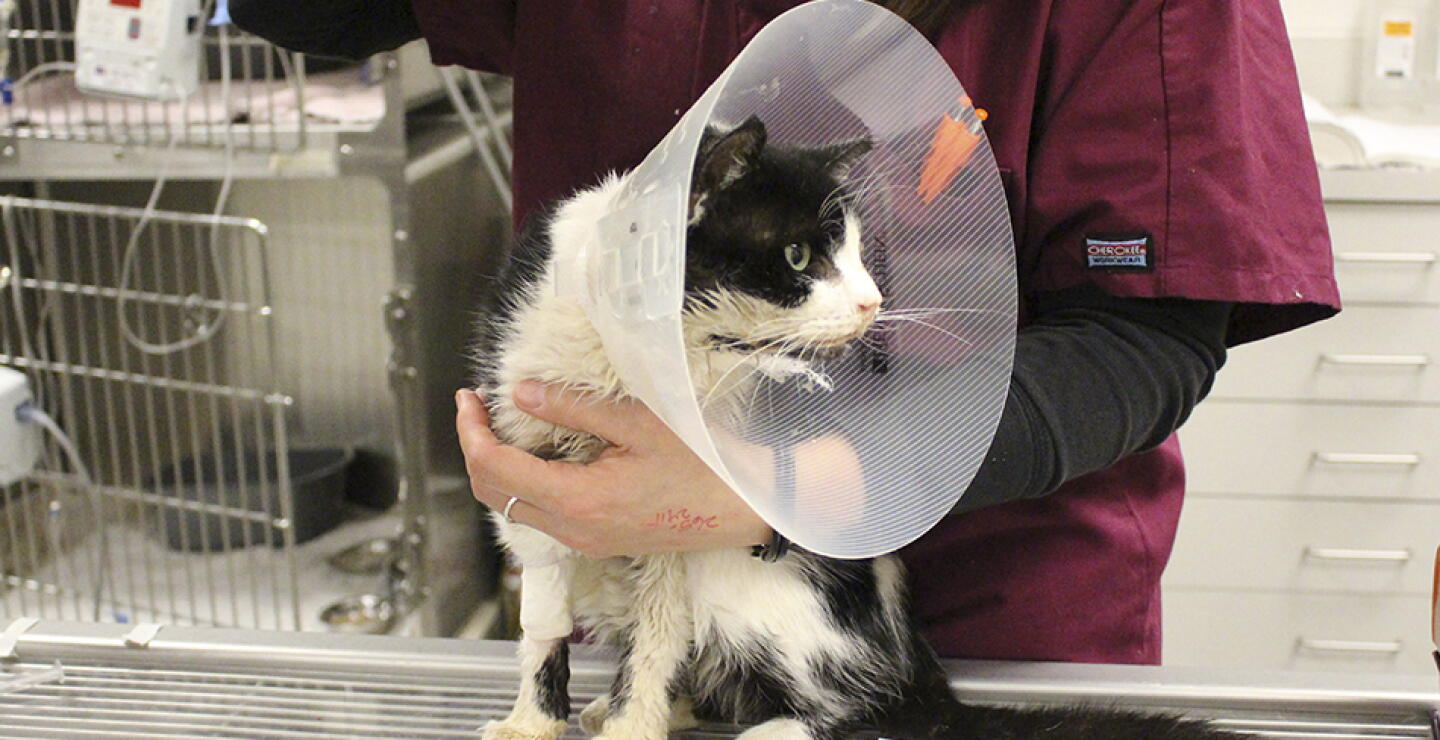 290114_gato_bart.jpg