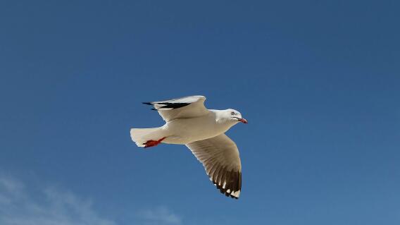 ¡A vuelo de pájaro! Vea las sorprendentes imágenes que grabó una pequeña ladrona ¡A vuelo de pájaro! Vea las sorprendentes imágenes que grabó una pequeña ladrona