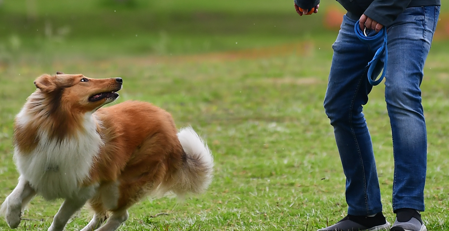 347548_BLU Radio. Parques especiales para sacar a su mascota a pasear en Bogotá // Foto: AFP