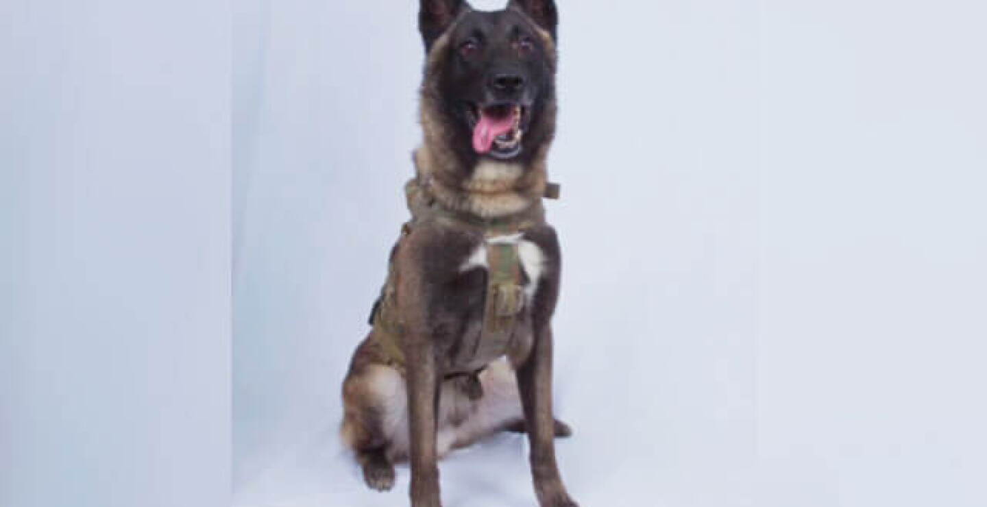perro-isis.jpg