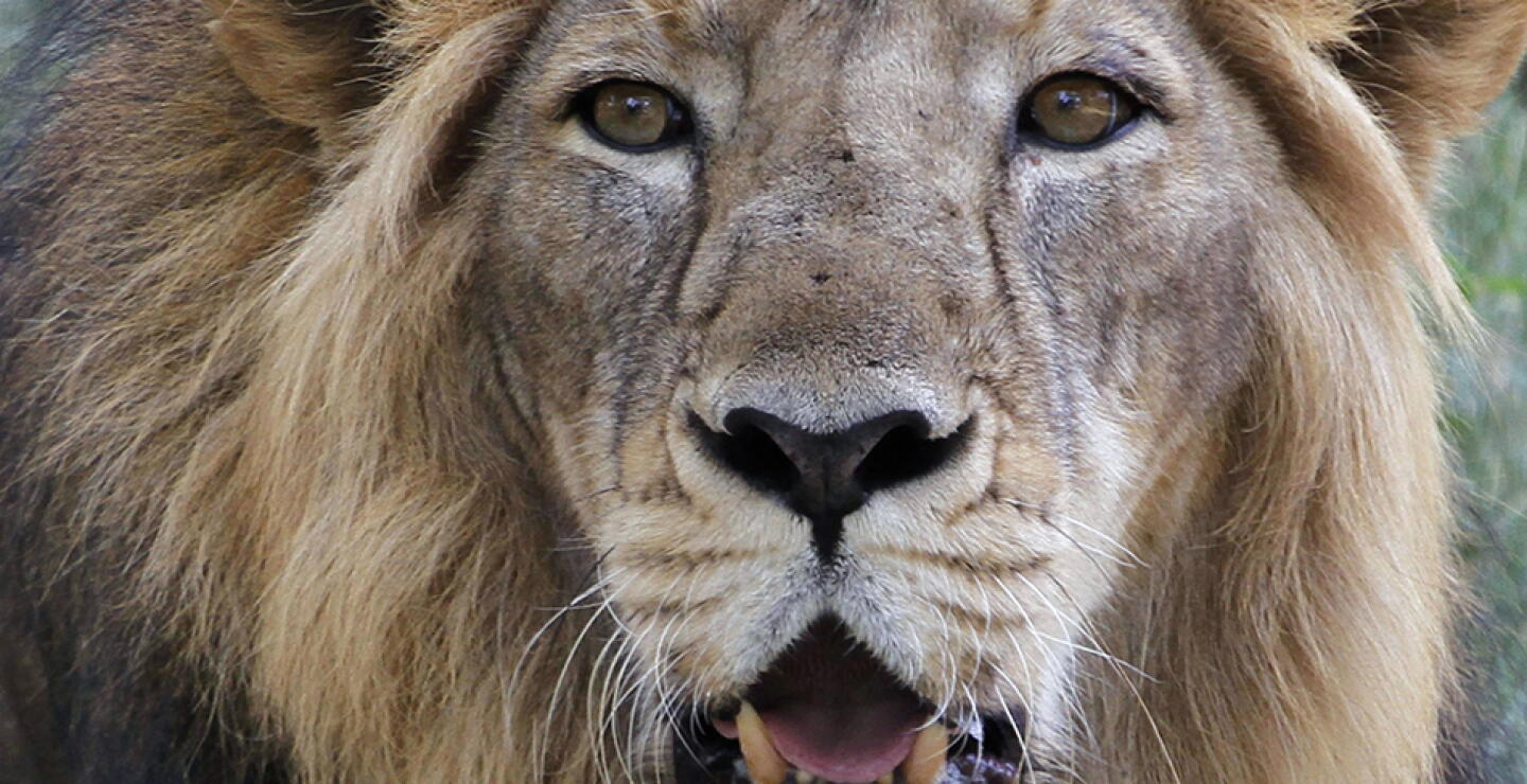120715_leones_india_ap.jpg