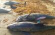 Encuentran 60 delfines muertos en Ghana