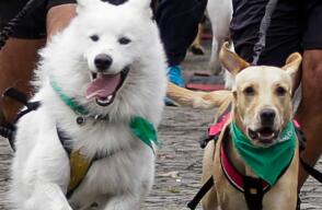 241115perros_col.jpg