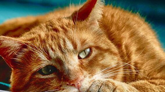 16712_La Kalle. Nueva York quiere prohibir que les extirpen las uñas a los gatos / Foto: Pixabay 16712_La Kalle. Nueva York quiere prohibir que les extirpen las uñas a los gatos / Foto: Pixabay