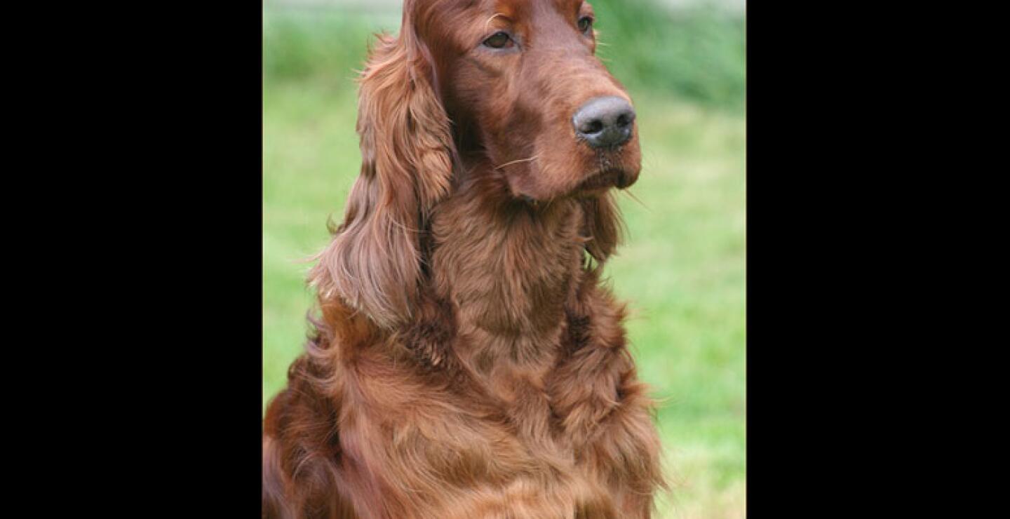Las policías belga y británica tienen conocimiento del incidente, pero las autoridades dicen que no les han pedido que investiguen. El Kennel Club, que organiza Crufts, aguarda un informe toxicológico que podría tomar varios días.